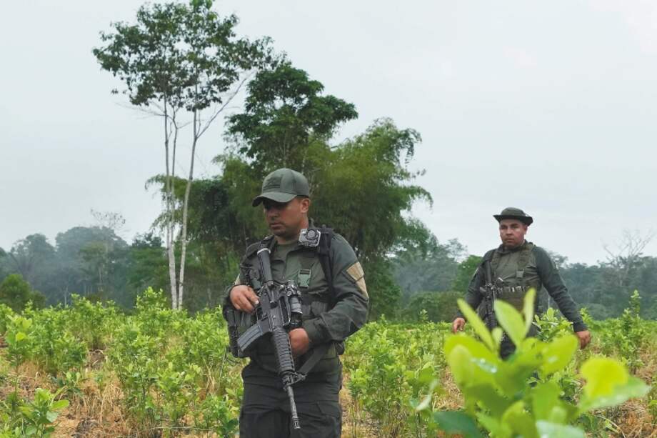 Según el Simci de Naciones Unidas, en 2020 (medición más reciente) había 143.000 hectáreas de hoja de coca sembradas en Colombia. Imagen de La Hormiga, Putumayo.