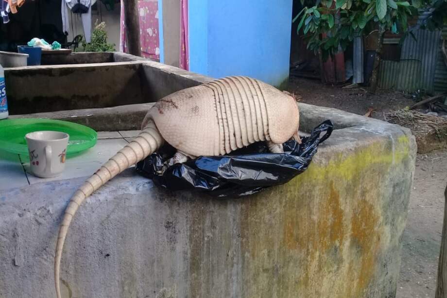 En Inírida (Guainía) existe una plaza de mercado donde abunda el comercio de carne de monte. ¿Cómo funciona? ¿Quién lo controla?. Aqui, un cachicamo arreglado y listo para cocinar.