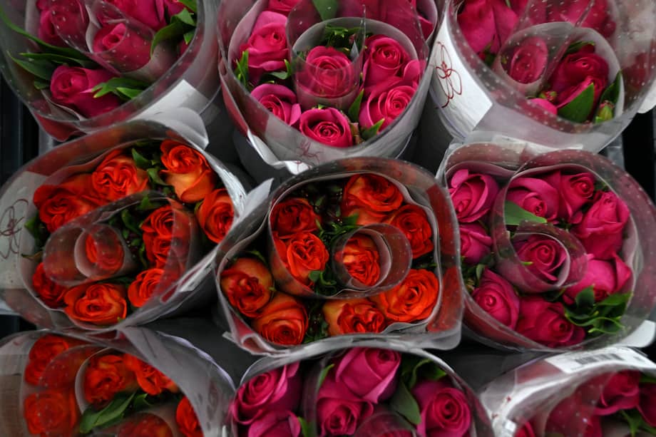 Las rosas colombianas, protagonistas del Día de San Valentín, volverán a ser uno de los principales productos de exportación hacia Estados Unidos el próximo 14 de febrero. Imagen de referencia.