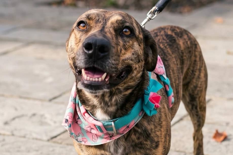 Mar es descrita por la Fundación Villa Peluda como una perrita noble y equilibrada.