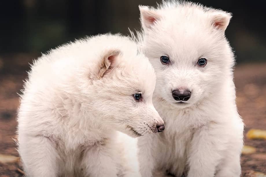 El "lobo terrible” o “lobo gigante” (Canis dirus) es una especie que hace más de 10.000 años.
