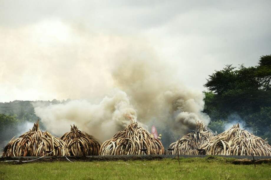 Kenia declara la guerra a cazadores furtivos con la quema de 105 toneladas de marfil