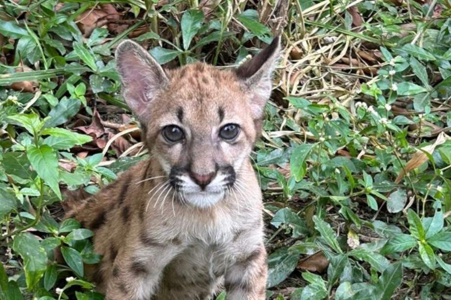Cuando fue rescatado, el puma pesaba 3,4 kilogramos y presentaba parásitos intestinales.