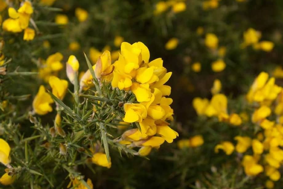 Una de las especies más nocivas es el retamo espinoso, que desplaza las plantas nativas y representa un riesgo de incendio forestal. / Instituto Alexander von Humboldt.