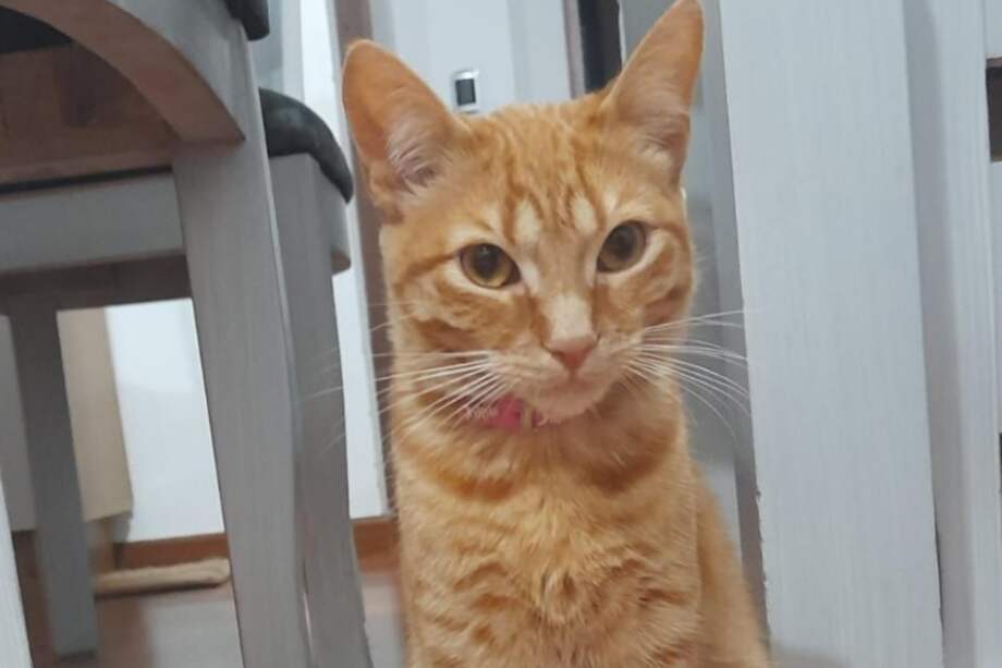 A pesar del abandono, Naranjita conserva su carácter dulce y tranquilo. Está vacunada, esterilizada, desparasitada y con sus controles veterinarios al día.