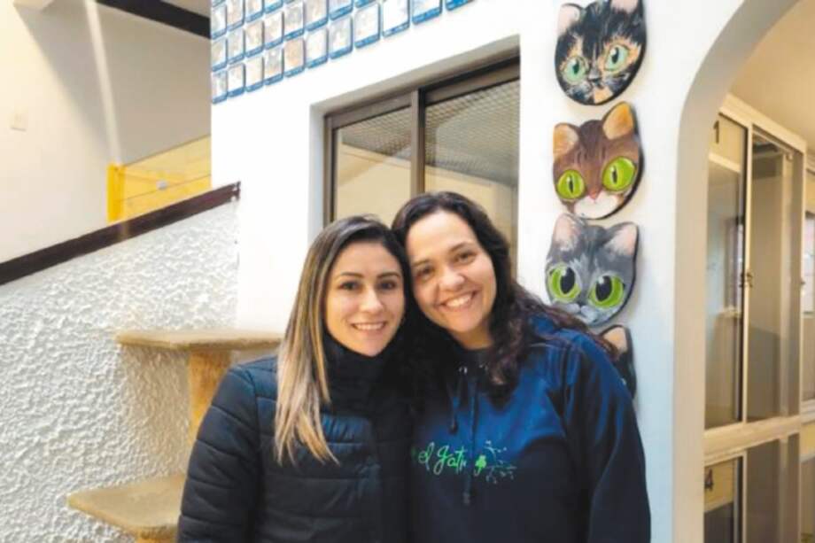 La Gatitienda, un emprendimiento que salva las vidas de gatos adultos