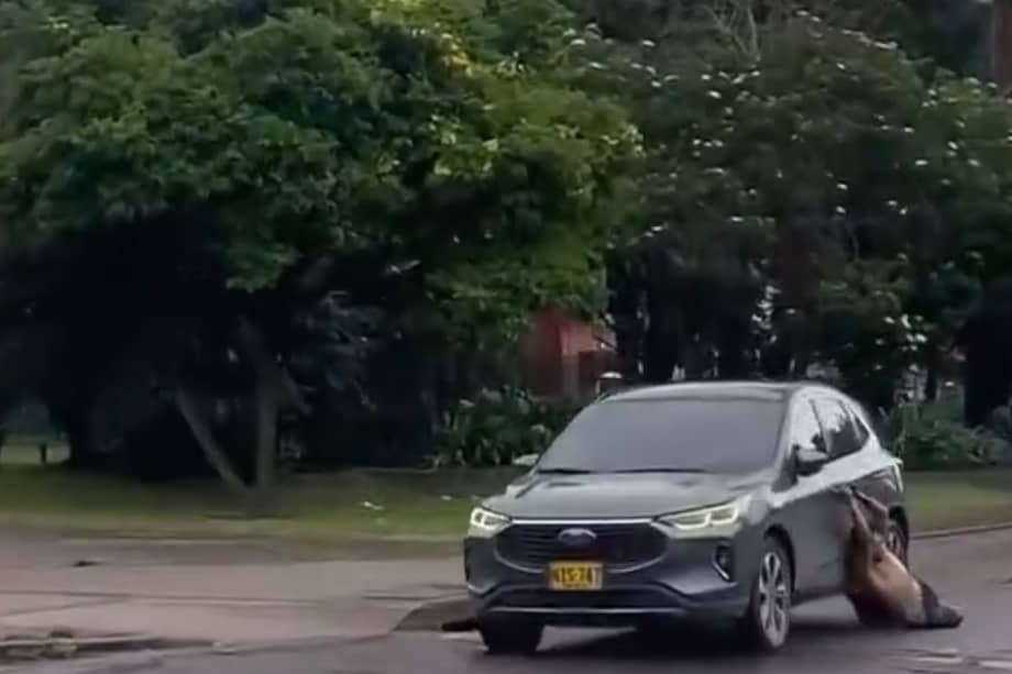 El video volvió a encender el debate sobre habitabilidad en calle, salud mental y seguridad en Bogotá.