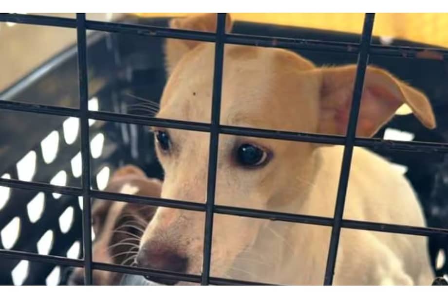 Durante el operativo, la Unidad Municipal de Asistencia Técnica Agropecuaria (Umata) brindó acompañamiento técnico y veterinario.