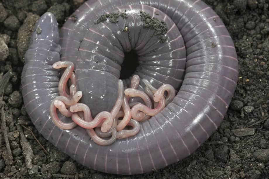 Los científicos hicieron este descubrimiento mientras estudiaban la alimentación de crías de Siphonops annulatus, también conocido como culebrita tapiera o cecilia de anillos.