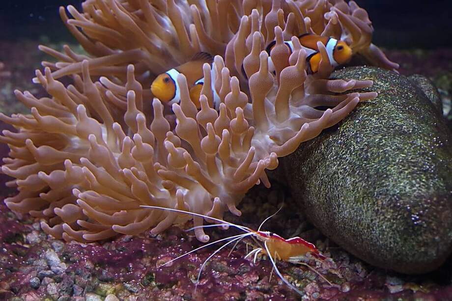 La canción navideña con sonidos de animales marinos se compuso en los célebres estudios de Abbey Road. / Pixabay