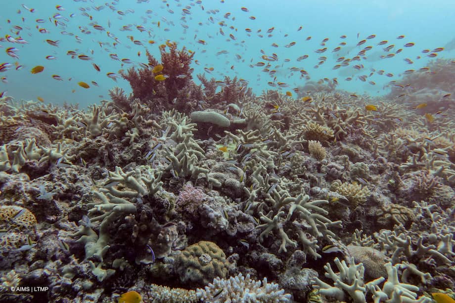 Más del 80 % de los arrecifes de corales del mundo han sufrido blanqueamiento desde 2023.