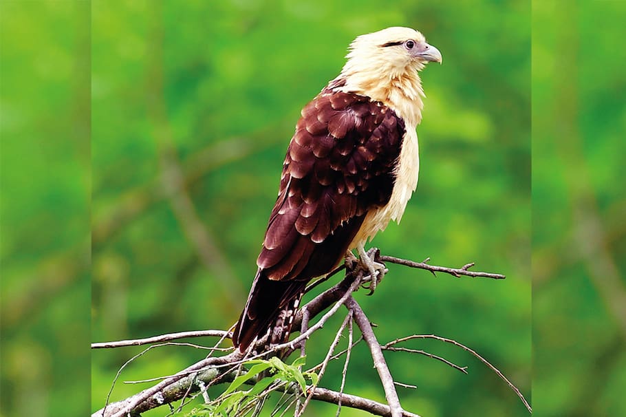 El Parque Ambiental Corazón de Pance, un pulmón de vida, que, con una extensión de 100 hectáreas, se convierte en una barrera que protege los recursos naturales de la expansión urbana.