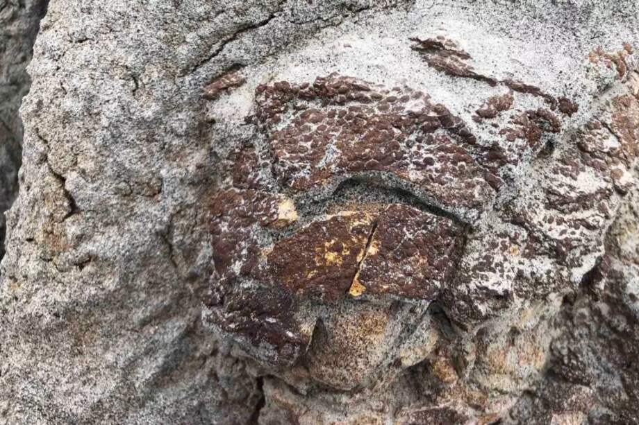 El fósil fue descubierto en una salida de campo en 2021 en Alberta, Canadá.