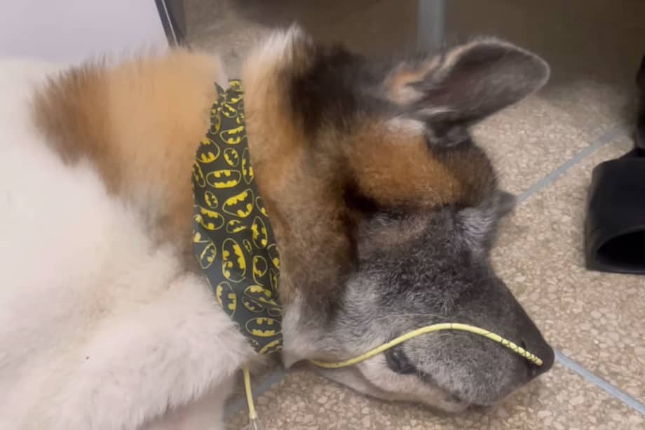 J Balvin y Valentina Ferrer han compartido el estado de salud del perrito en redes sociales.