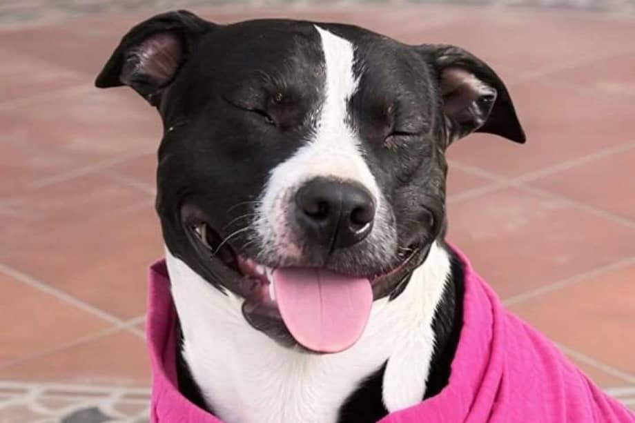 Maya es una perrita noble, tranquila y muy amorosa. Hoy su familia la sigue buscando con el corazón en la mano.