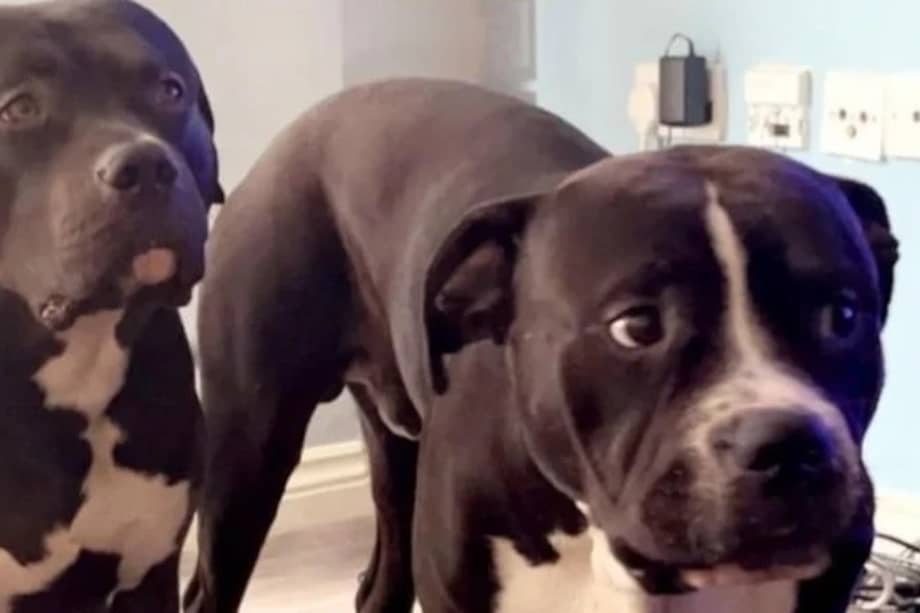 En la plataforma Change. org, varios animalistas piden justicia tras conocer el caso de estos animales.