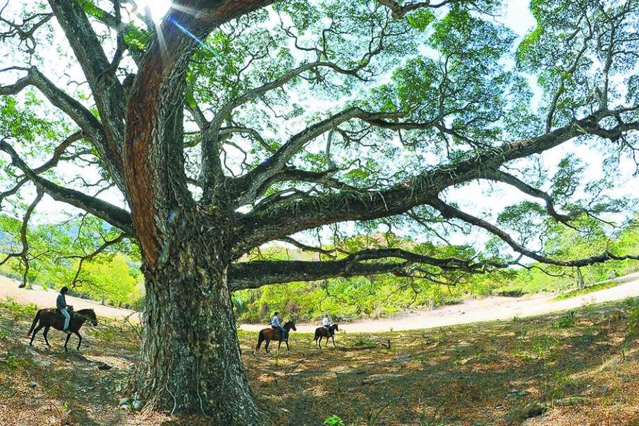 De las 7.500 hectáreas que componen la hacienda El Triunfo, 4.633 se establecieron como zonas de conservación. / Cristian Garavito