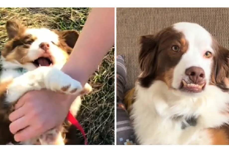 En sus primeros controles veterinarios, los especialistas indicaron que presentaba una mordida inferior leve, casi imperceptible.