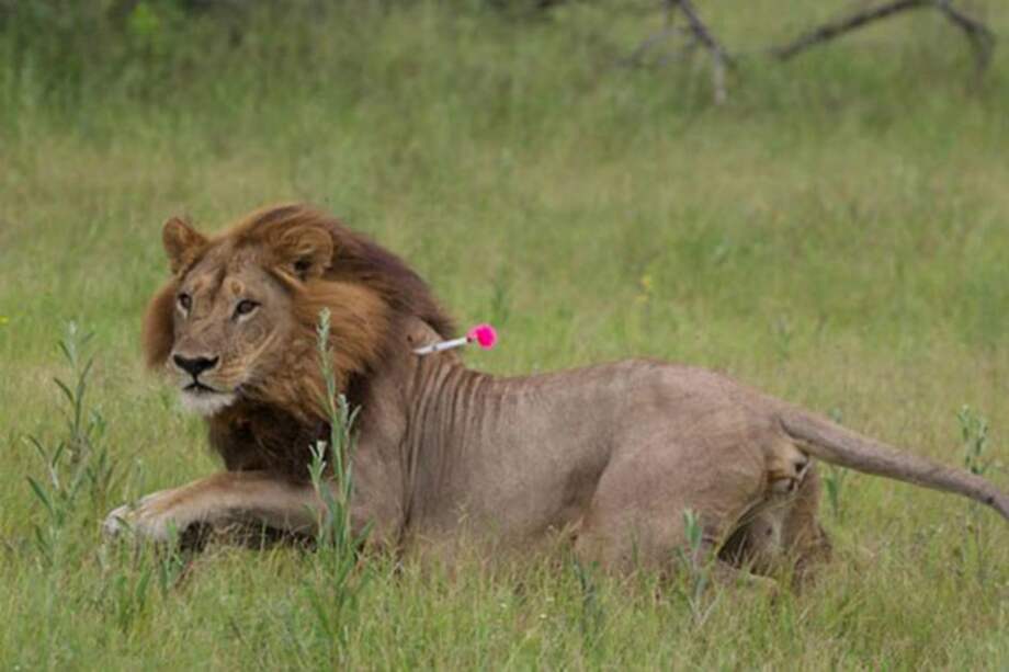 Una de las leonas de la reserva Moremi Game, en el delta de Okavango. / Simon Dures