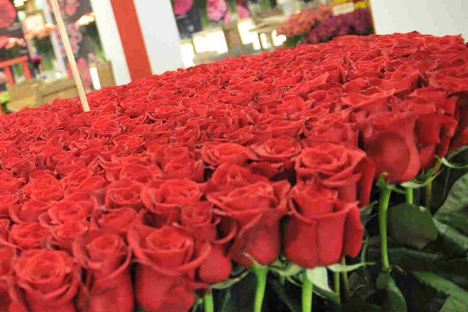 El rosal más alto jamás registrado es de 7 metros de altura. / Archivo El Espectador