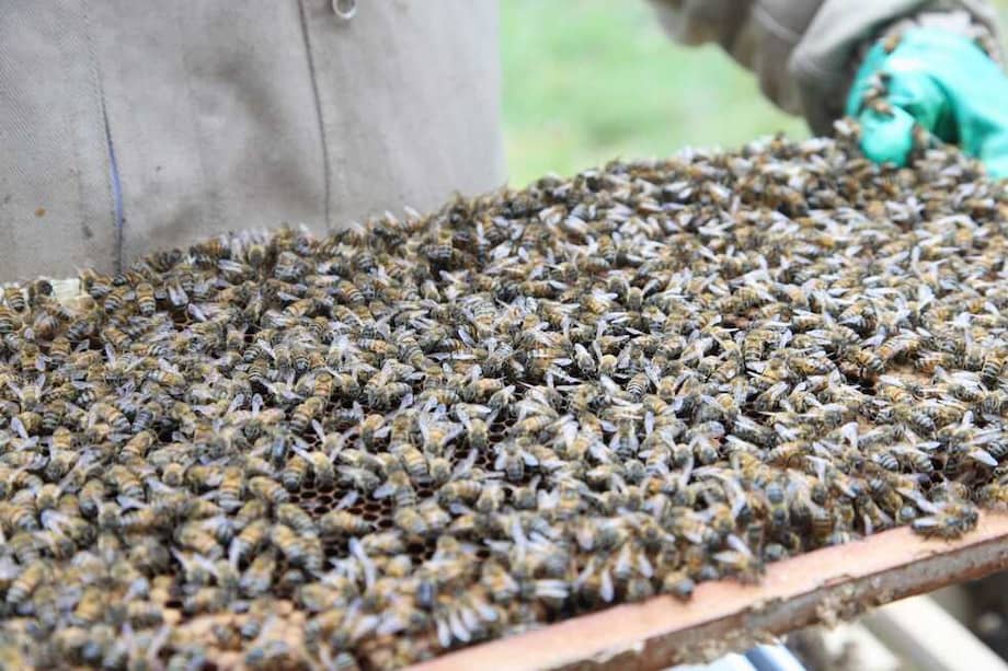 Iniciativas locales se unen para proteger y preservar las colonias de abejas en áreas urbanas.