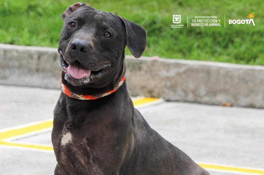 Recuerde que adoptar una mascota requiere de una gran responsabilidad. Consulte con su familia para conocer si todos están listos para dar este gran paso.