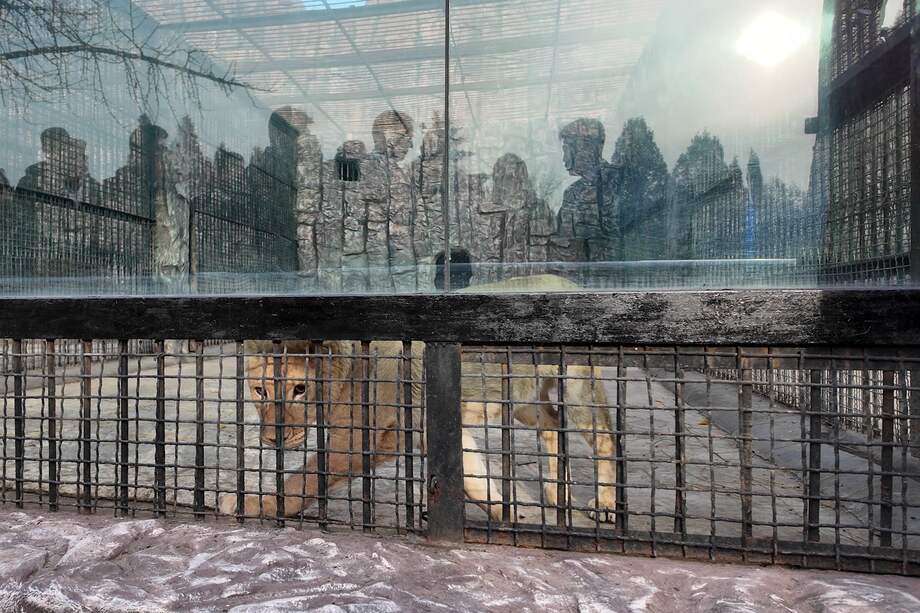 Imagen difundida por el Ministerio de Recursos Naturales de Rusia de la leona en su nuevo recinto tras ser trasladado del zoo de Moscú al de Pyongyang.