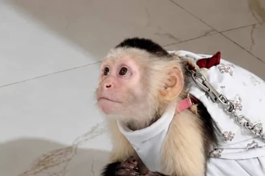 El mono capuchino ya fue trasladado a un centro especializado en Palmira, donde recibe atención veterinaria.