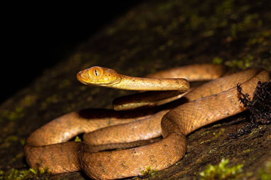 La serpiente bejuco ("Imantodes inornatus") nunca había sido reportada en una isla en Colombia.