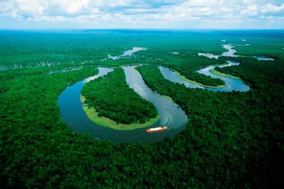 La mitad de las especies de árboles en el Amazonas corre peligro