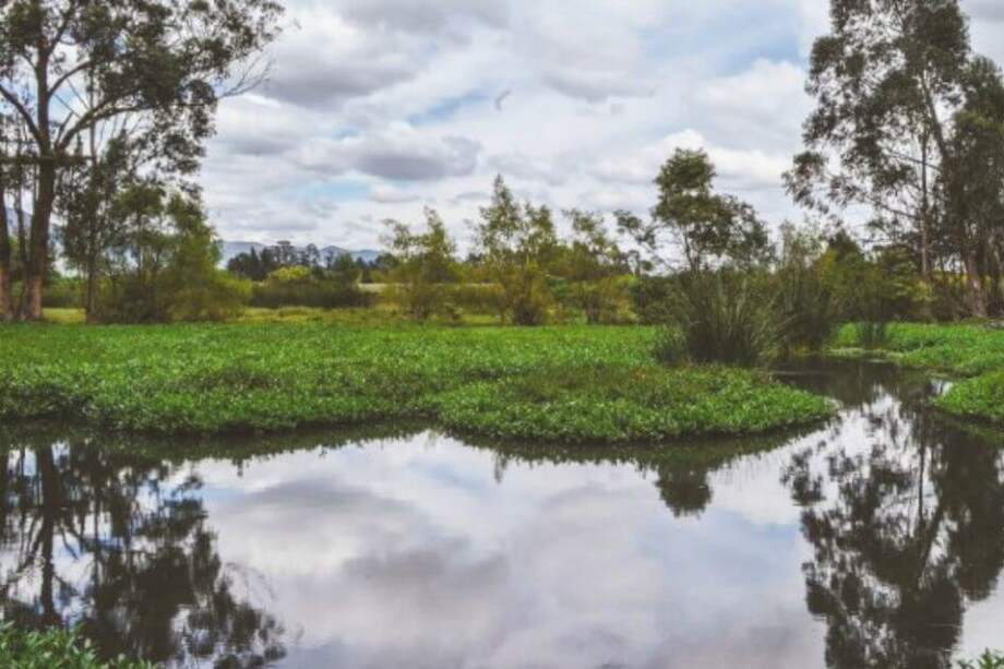 El Humedal de La Conejera se encuentra en la localidad de Suba y es reconocido como el humedal con mayor biodiversidad de Bogotá. / Archivo El Espectador