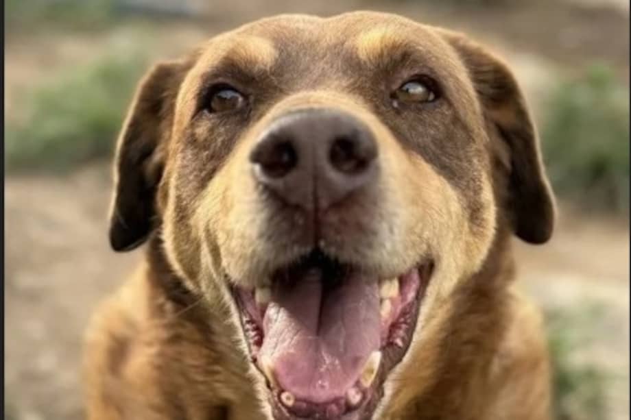 Desde 2023, Leandro permanece bajo el cuidado de la Fundación Colitas Felices, donde ha recibido alimento y atención.