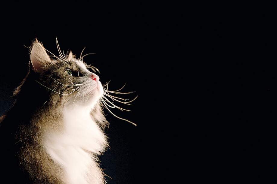 ¡Ah, los gatos! Los gatos que visitan mi casa me recuerdan a mis hermanas muertas, pienso “¿será que han reencarnado en ellos?”, otra vez, vuelvo a caer en la trampa de las preguntas.