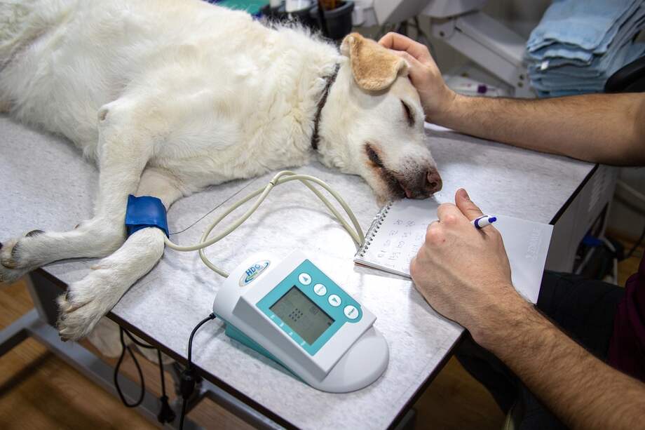 Estimaciones internacionales indican que alrededor del 50 % de los perros mayores de 10 años desarrollará algún tipo de cáncer.