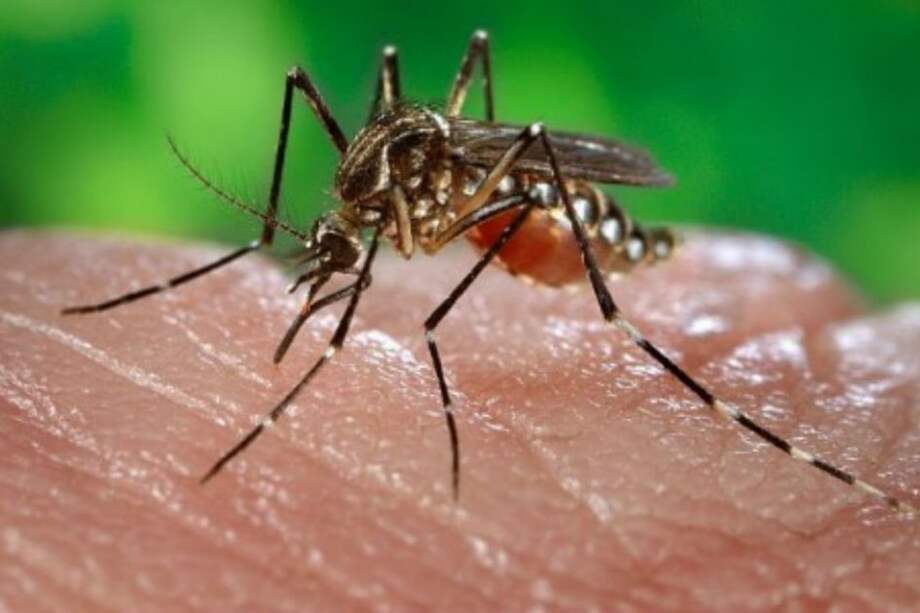 Vacuna contra el virus chikunguña supera los primeros ensayos