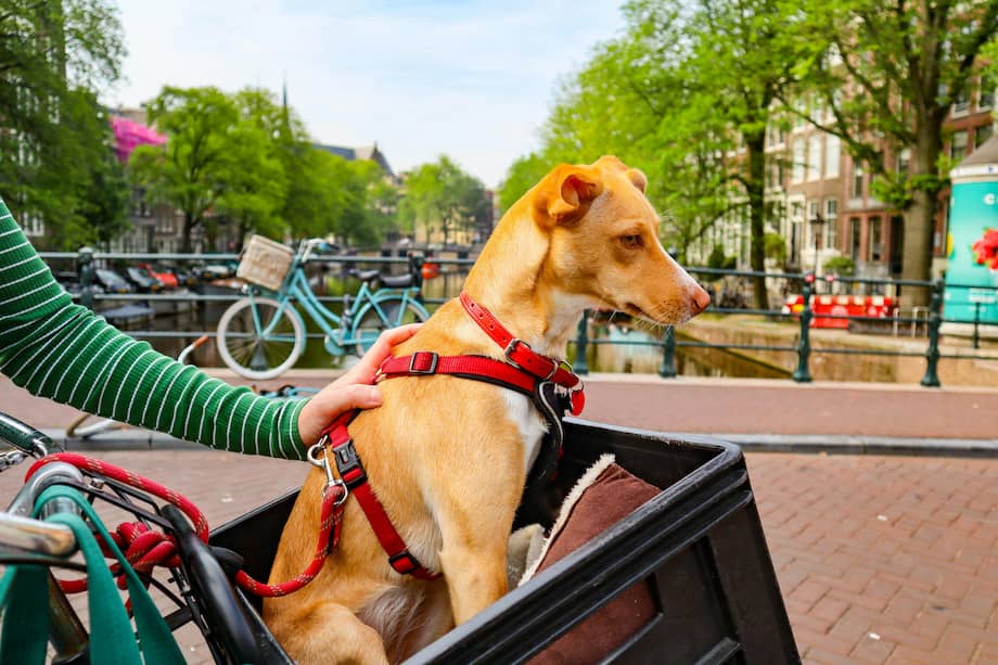 Las imágenes de mascotas en bicicleta suelen acumular miles de reacciones y comentarios positivos en redes.