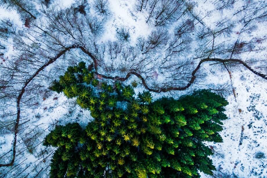 Foto de la edición pasada del concurso. Primer lugar en la categoría de naturaleza. El bosque de Kalbyris, en Dinamarca. / Cortesía- Dronestagram/Mbernholdt