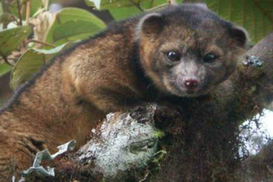 Primer descubrimiento de especie carnívora en América en 35 años