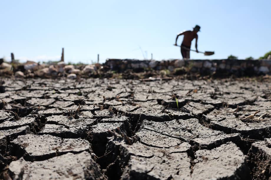 De fondo, El Niño implica para buena parte del país temperaturas más altas y escasez de lluvias. Y, claro, esto le pega a los ciclos de prácticamente todo tipo de cultivos.