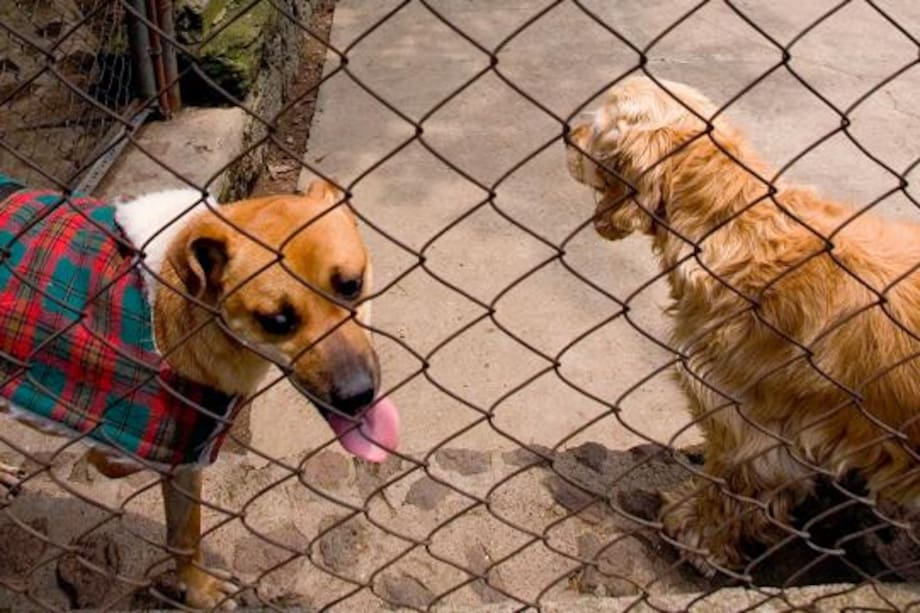 Las personas tienen más empatía por perros maltratados que por otros humanos