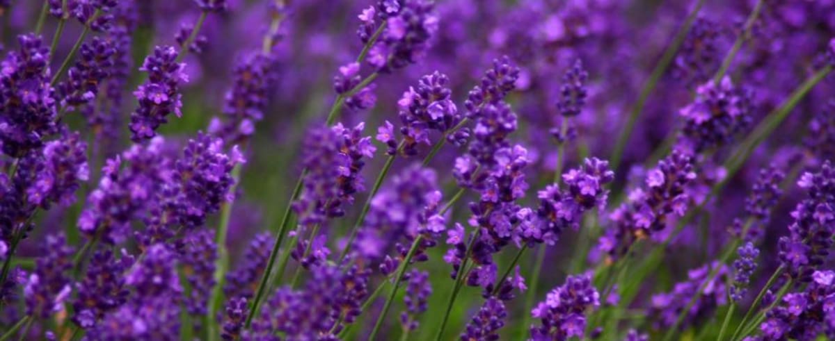 Lavanda, la planta para los espacios de las mujeres Acuario