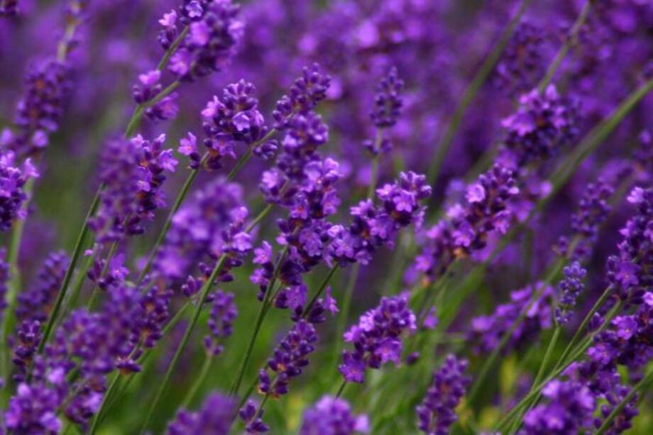 Lavanda, la planta para los espacios de las mujeres Acuario