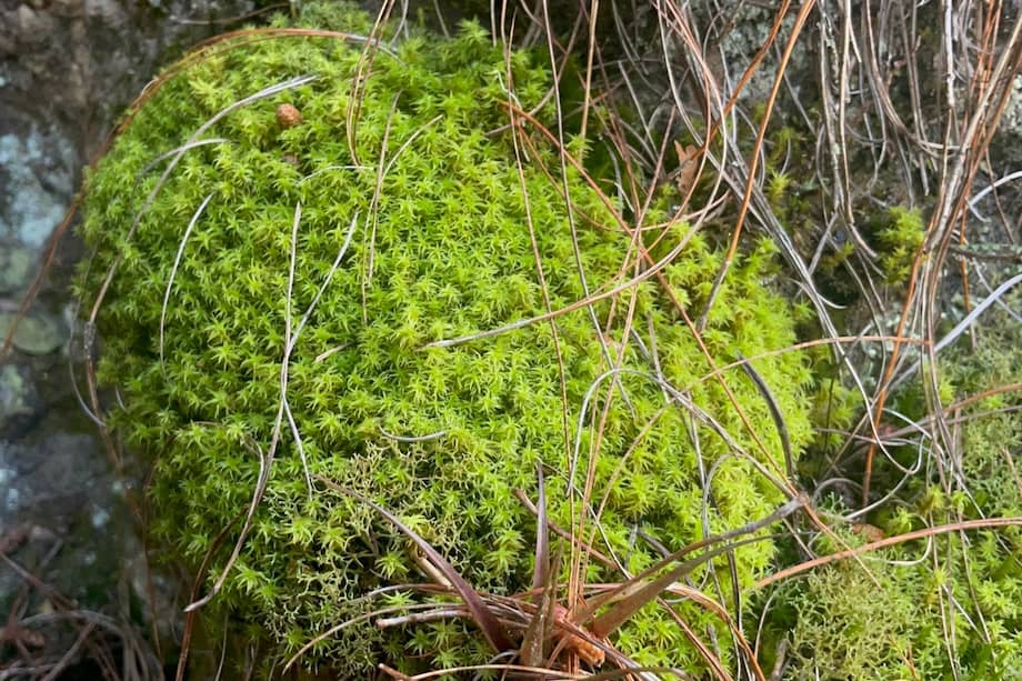 En diciembre aumenta la extracción de especies "vedadas" como el musgo.