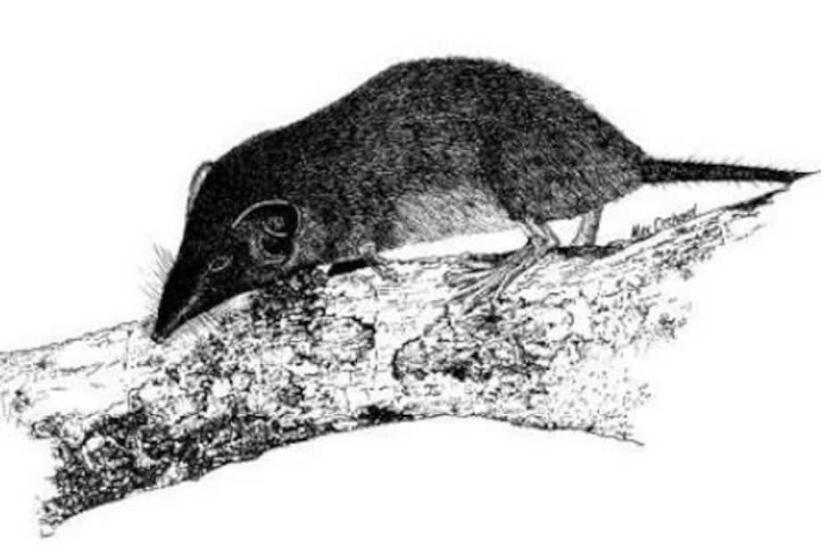 Ilustración de la musaraña de la Isla de Navidad.