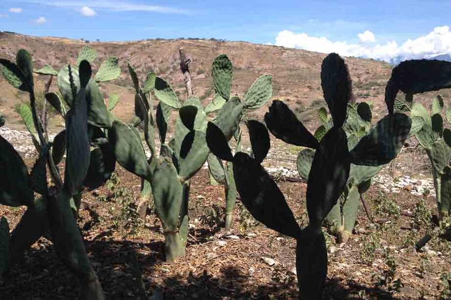 Las pencas (hojas) del nopal guardan un alto porcentaje de fibras y proteínas.