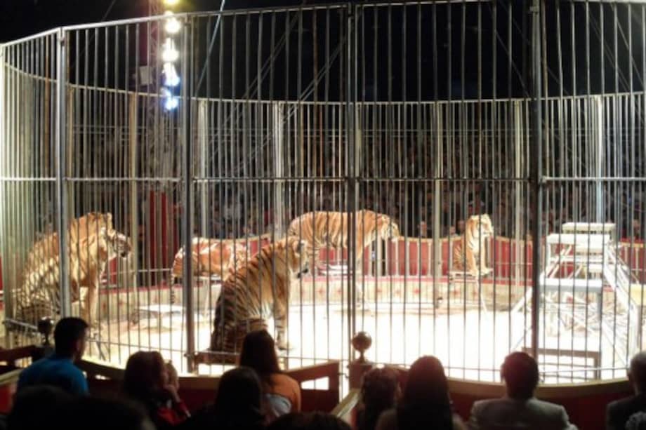 Procuraduría pide que se cumpla con ley que prohibió uso de animales silvestres en los circos