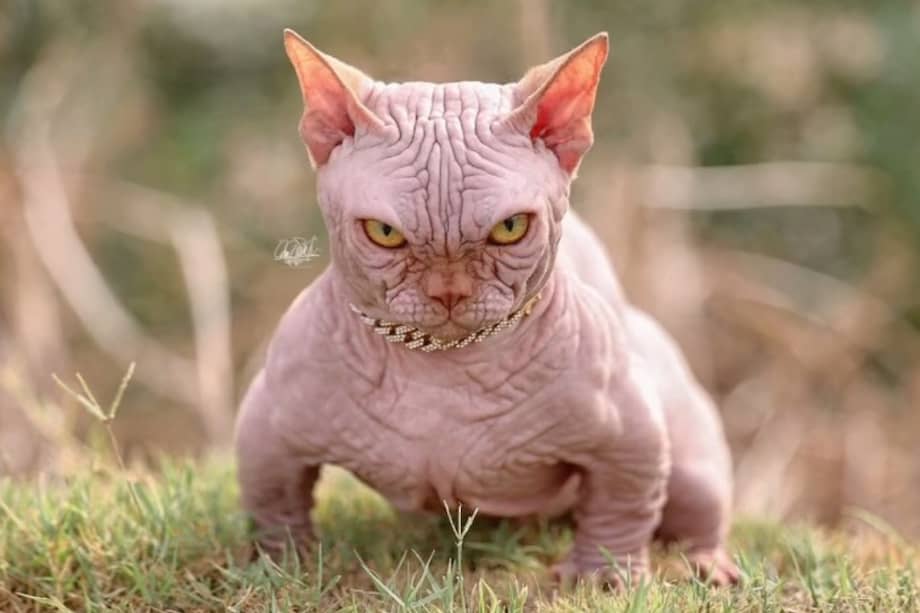 Es probable que la raza tenga una esperanza de vida al menos seis años menor que la de un gato promedio.