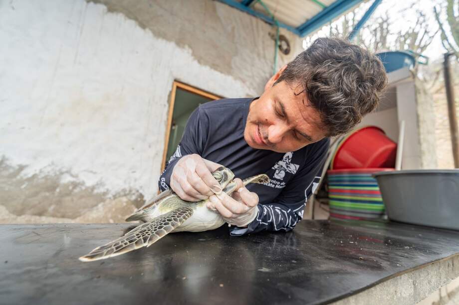 Carlos Zuluaga, veterinario del Centro de Vida Marina, antes conocido como Acuario del Rodadero.