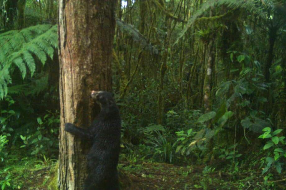 La imagen fue capturada en San Agustín (Huila). / CAM