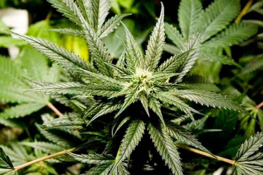 Alcaldía de Bogotá reitera apoyo a legalización de marihuana con fines médicos